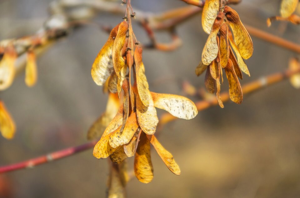 Material autumn nature