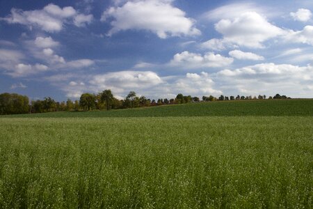 Agriculture green fields photo