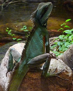 Lizard sitting rock photo
