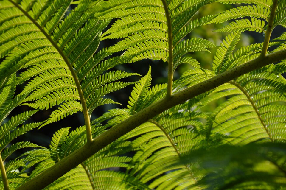 Tropical leaf foliage