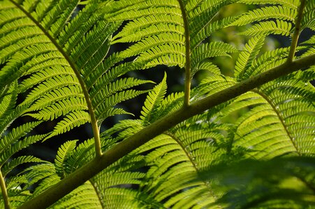 Tropical leaf foliage photo