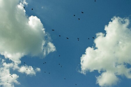 Birds swarm bird