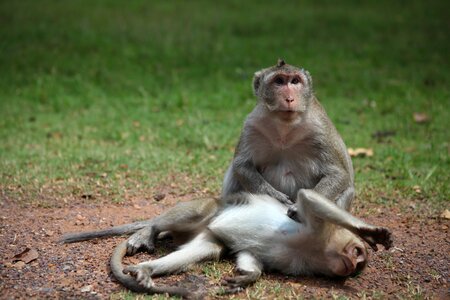 Animals cambodia angkor wat