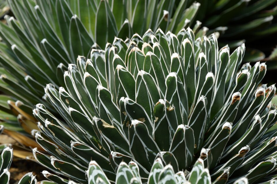 Desert green desert green pattern