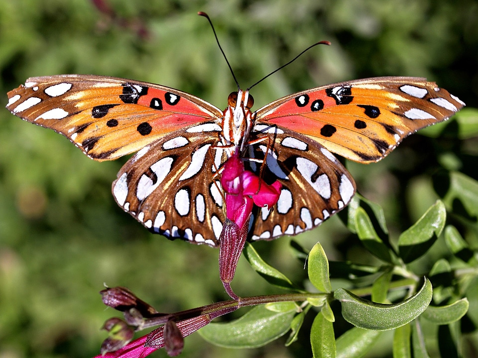 Butterfly insect nature
