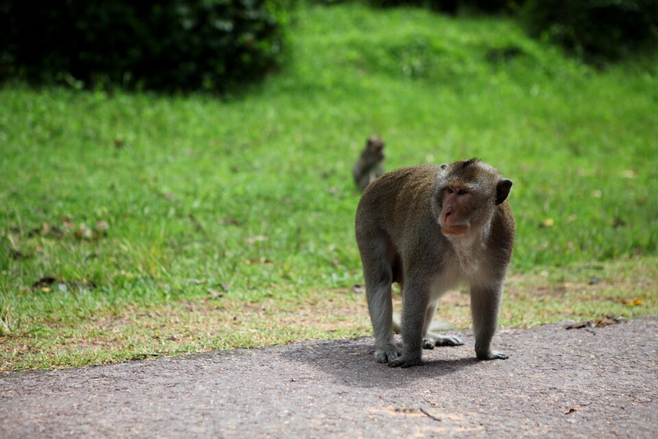 Wildlife forest roads