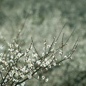 Plant nature branch