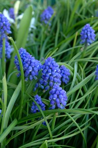 Lilac purple spring photo