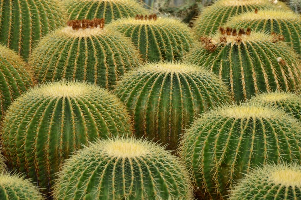 Cactus desert spines