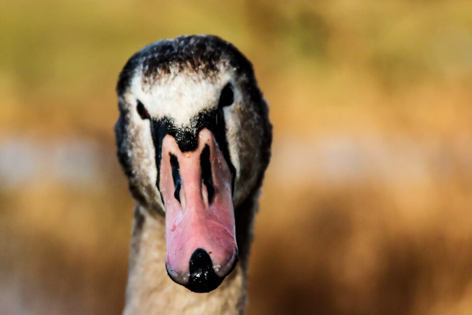 Waters water bird gooseneck