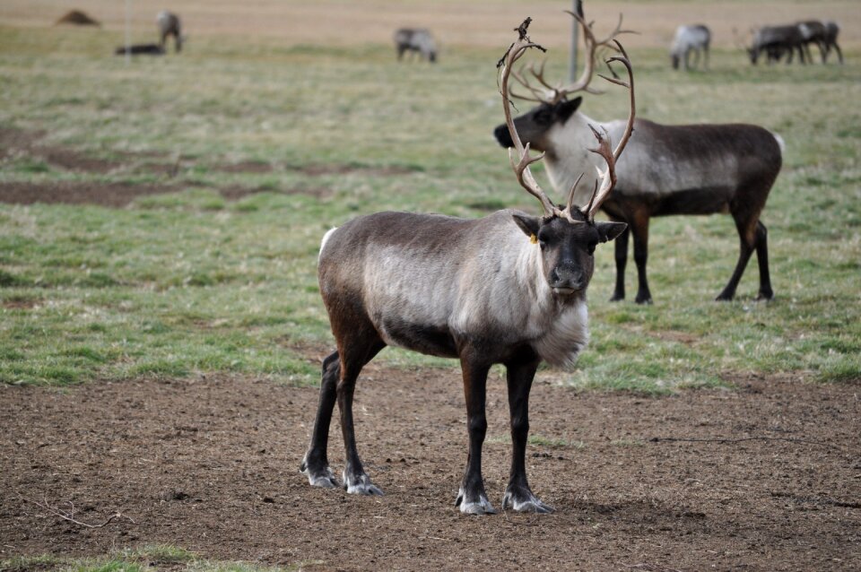 Wildlife nature wild