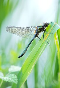 Fresh male dragonfly nature