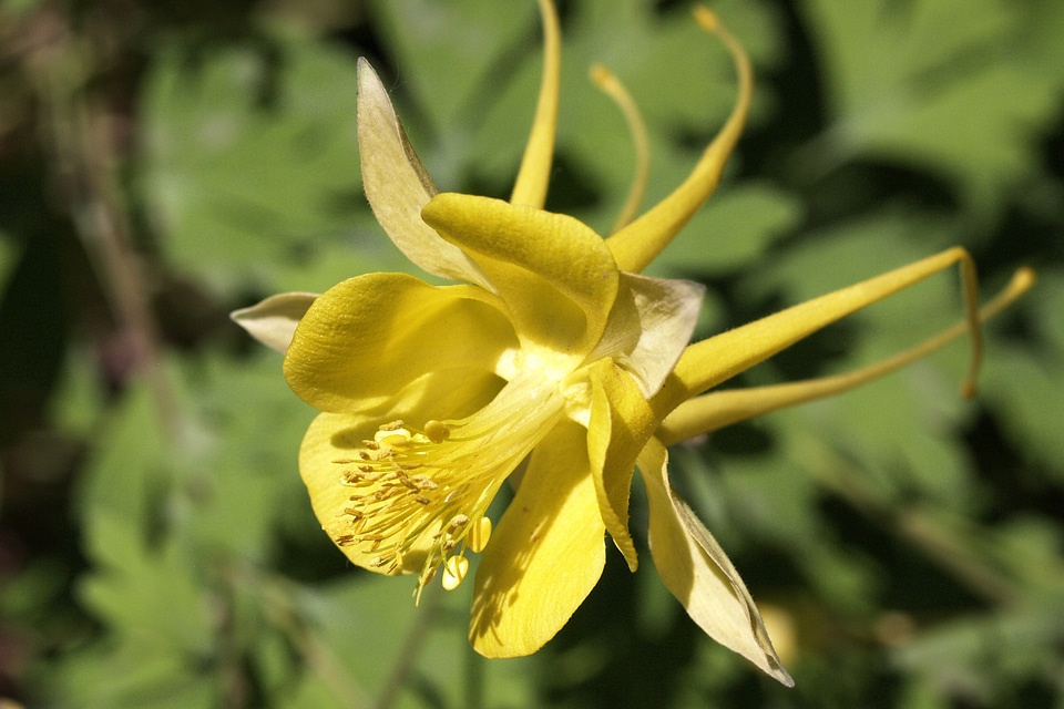 Lily flower wildflower