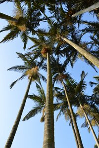 Leaves sky tropical photo