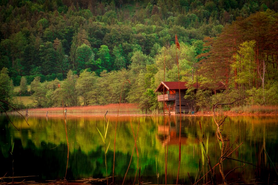 Trees landscape nature