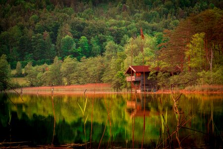Trees landscape nature