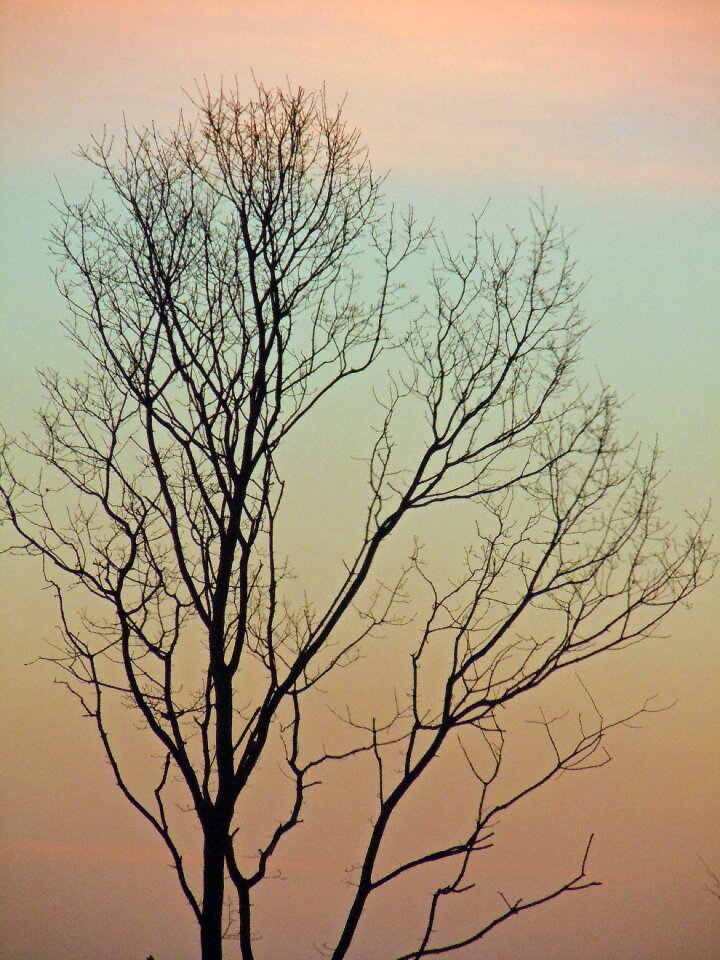 Aesthetic kahl morgenrot