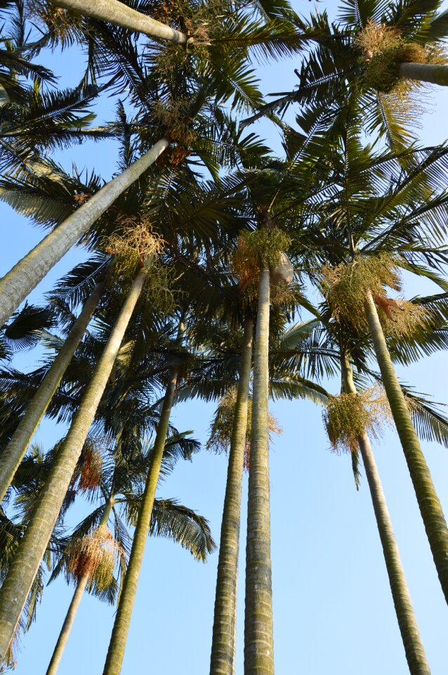 Leaves sky tropical