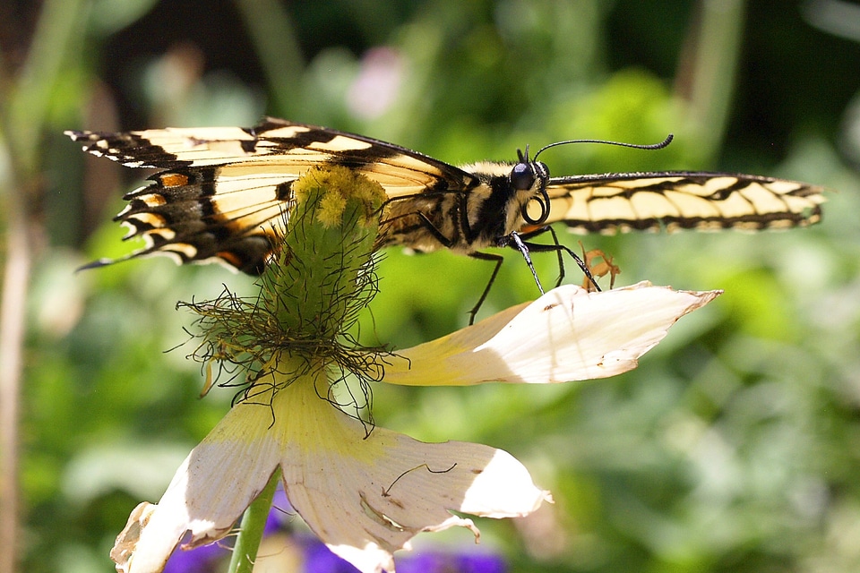 Butterfly insect nature