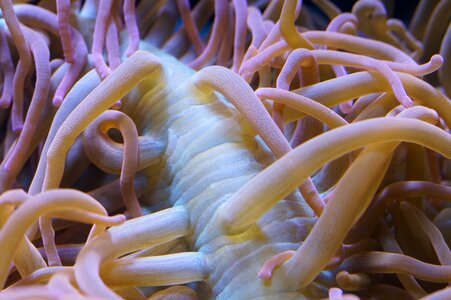 Sea sea animal creature