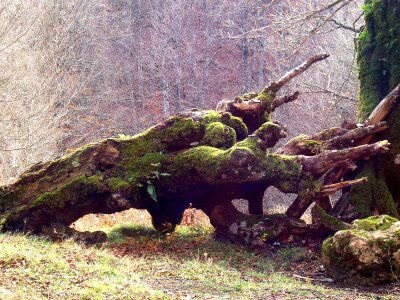 Moss fallen log