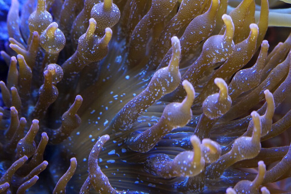 Sea animal creature ocean