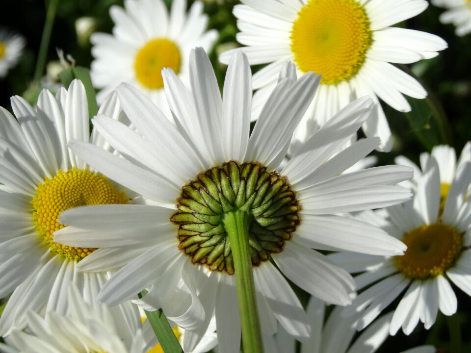 Summer meadow yellow white