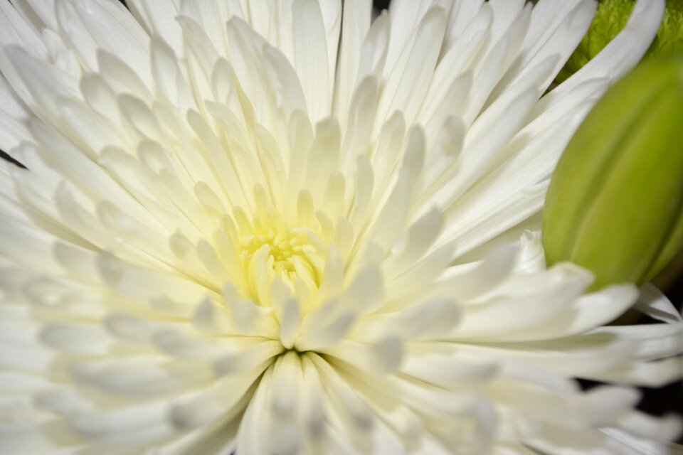 Floral plant natural