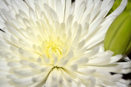 Floral plant natural