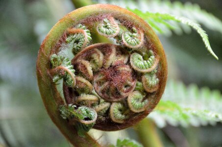 Koru new zealand aotearoa