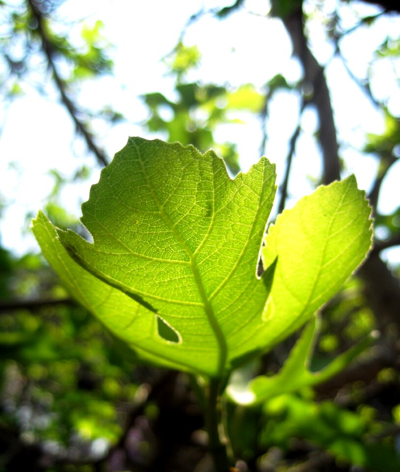 Light translucent fig
