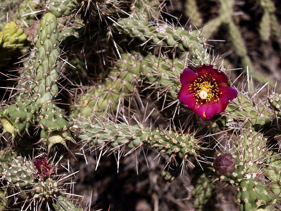 Cactus blossom flower
