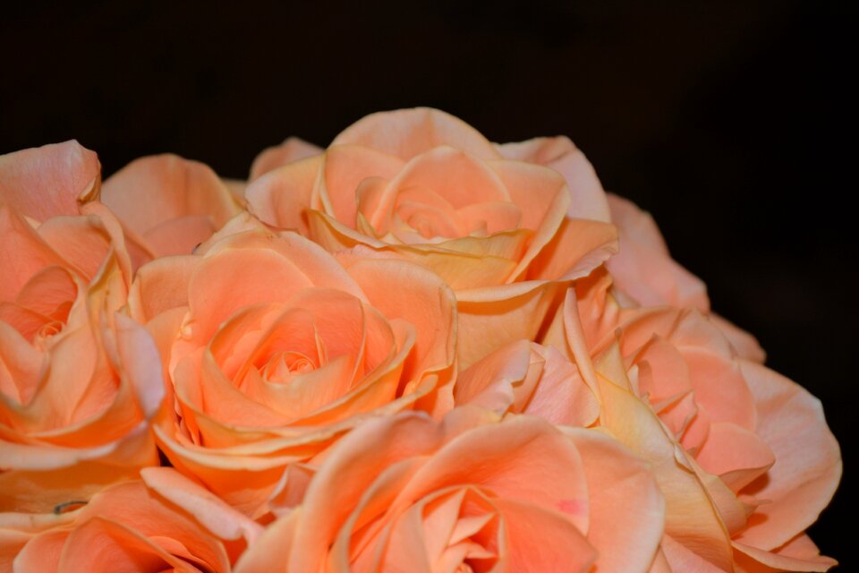 Flowers floral plant