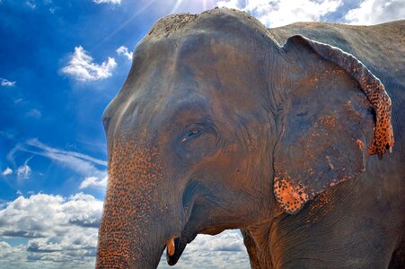 Jumbo old elephant elephant orphanage photo