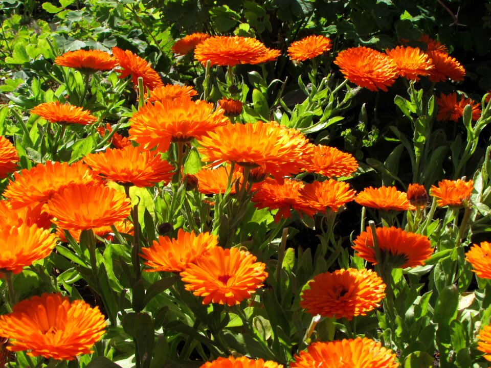 Plants natural blossom