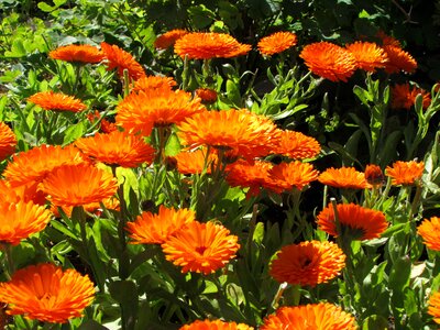 Plants natural blossom
