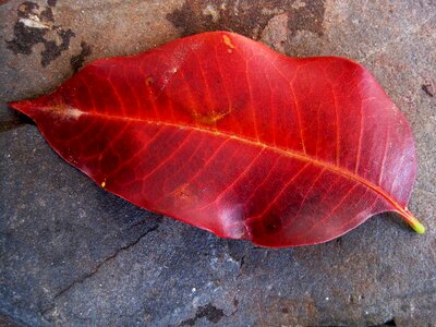 Veins autumn remnant