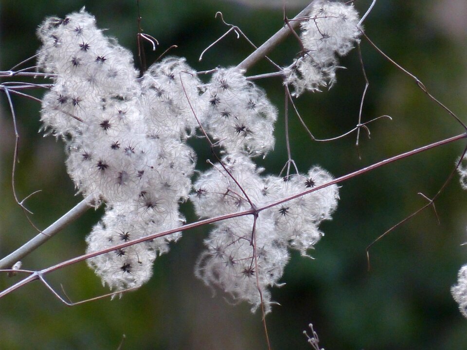 Clematis vitalba pods soft