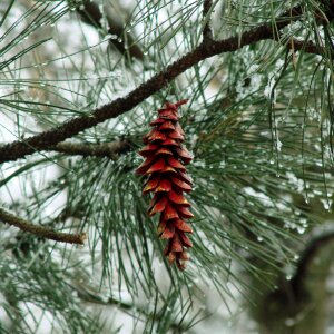 Tree evergreen pine photo