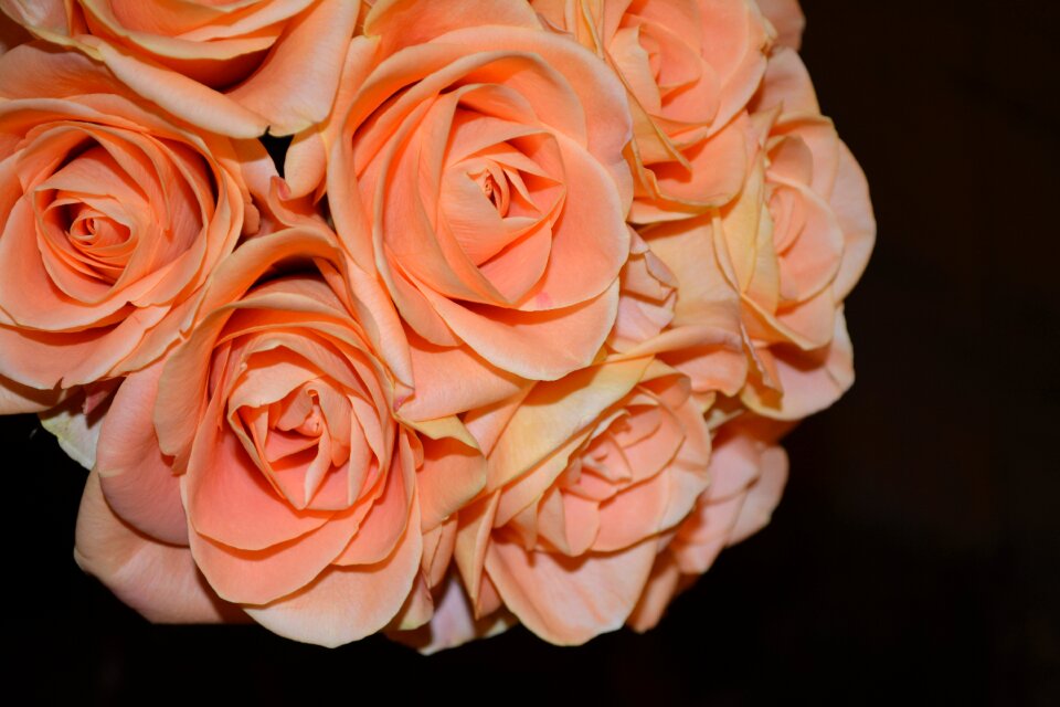 Flowers floral plant