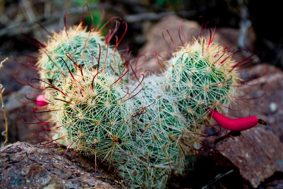Cactus landscape nature