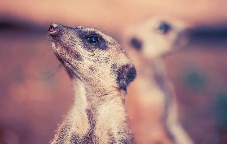 Guard africa desert