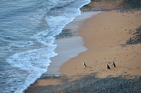 Yellow eyed penguin colony bushy beach road photo