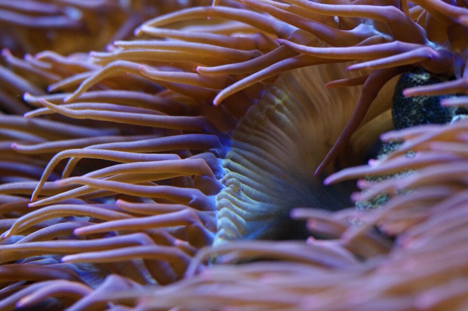 Tentacle tentacles water
