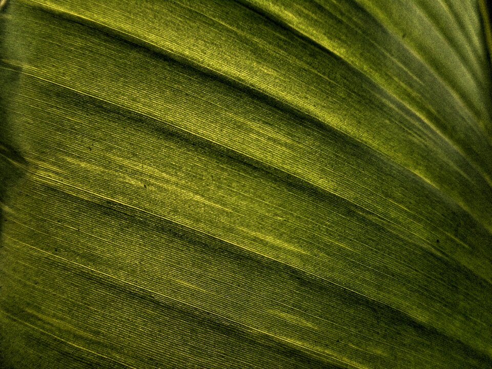 Effect green nature
