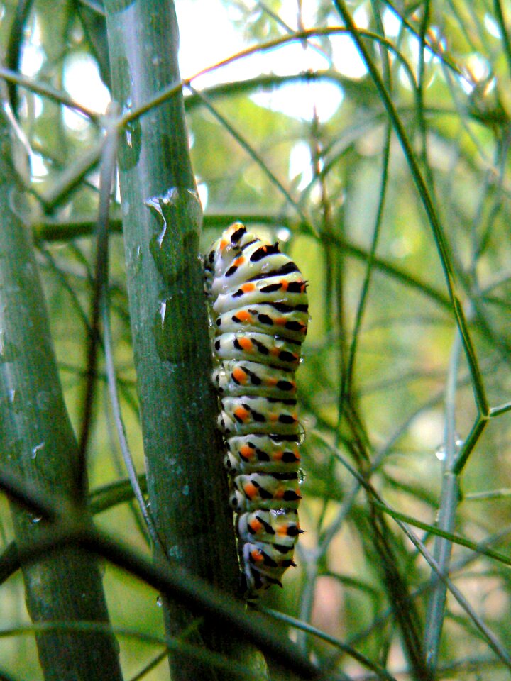 Garden fauna plant