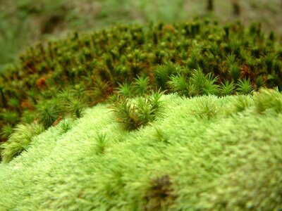 Vegetation forest floor nature