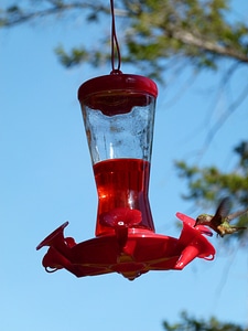 Hummingbird feeding station bird