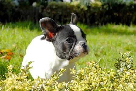 Canine white domestic