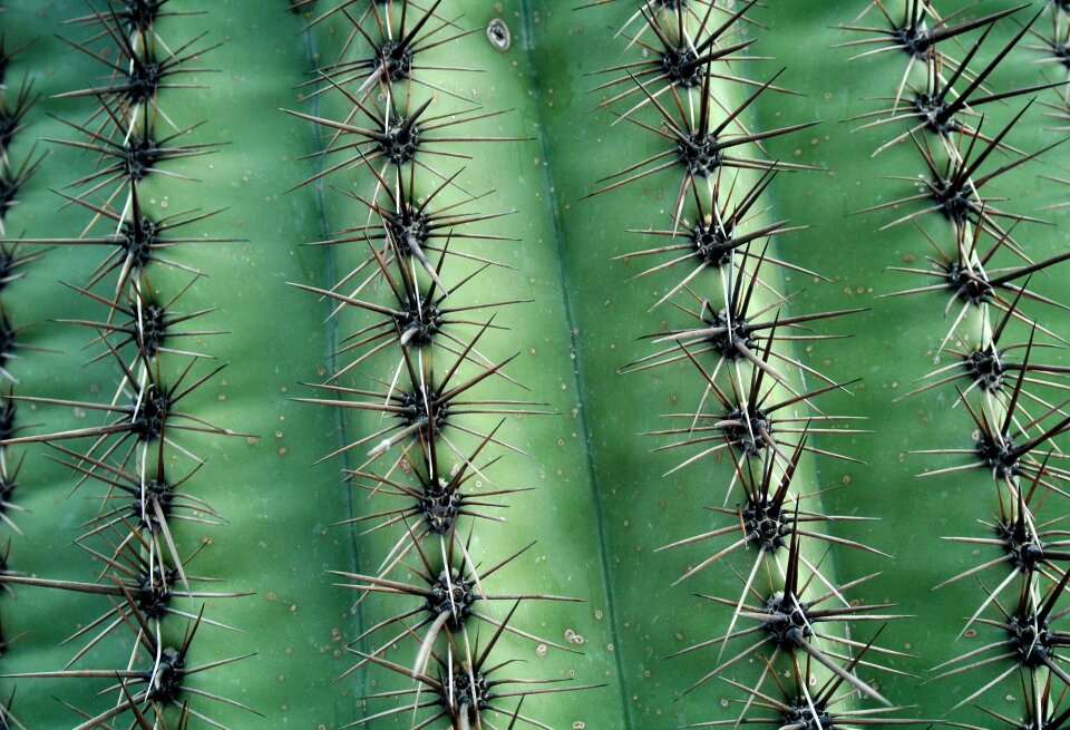Desert plant vegetation